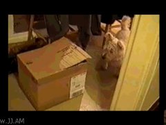 Сюрприз из коробки