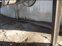 Огромный питон