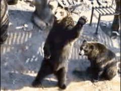 Привет, медведь!