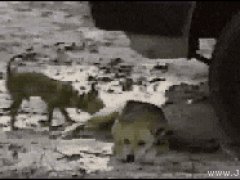 Собачья месть