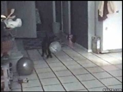 Пропавший шарик