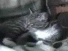 Очки для кота