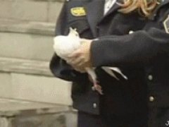 Дохлый голубь мира