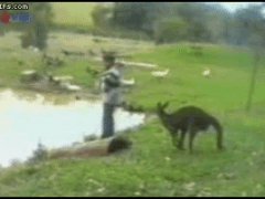 Кенгуру прикололся