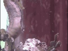 Порождение морских коньков
