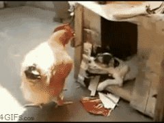 Затащил курицу в конуру