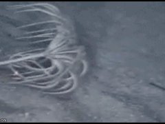 Обитатель морских глубин