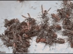 Безобидные пчелы