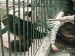 Злая панда
