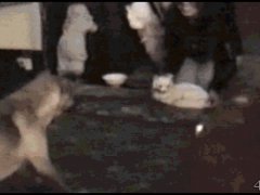 Трусливая собака