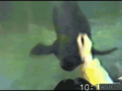 Крутящийся тюлень