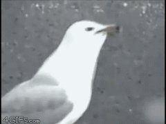 Не смогла проглотить