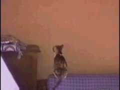 Карабкающаяся ввысь