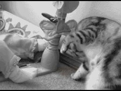 Умиляющая кошка