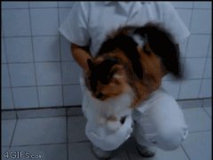 Кошка - Бонго