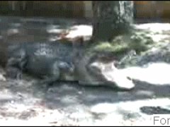 Крокодил и арбуз