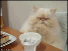Удивленный кот