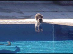 Подплыл незаметно к кошке