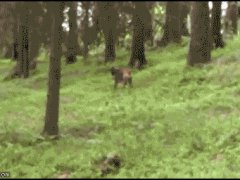 Олень сбивает собаку