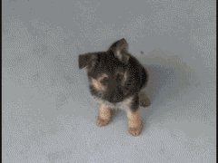 Жизнь овчарки