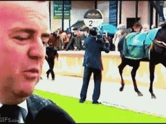 Ударила копытом репортера
