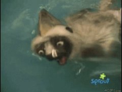 Гадкий лемур