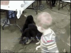 Стая щенков