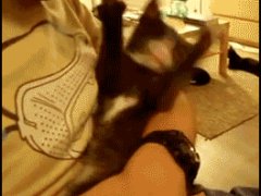 Любит хватать когтями