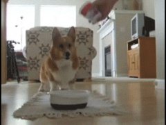 Нетерпеливая собачка