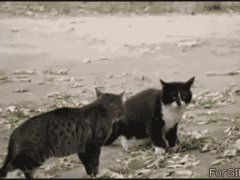Разнял дерущихся