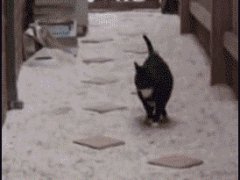 Кошка играет в детскую игру
