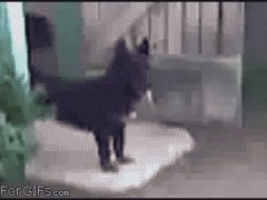 Надоедливая дверь