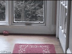Собака выросла