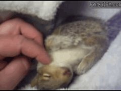 Бельчонок и щекотка