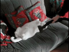 Любит, когда её гладят