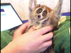 Лемуру нравится щекотка
