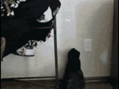 Кошка и указка
