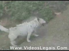 Развлечение для собаки