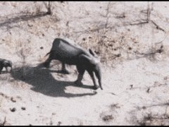 Слоненок задумался о чем-то