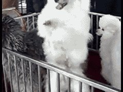Танцующий пудель