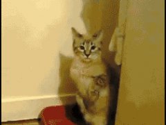 Кошка любит приватность