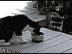 Упрямый воришка