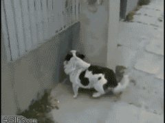 Карабкающаяся собачка