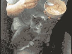 Назойливый котенок