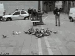 Сетка для ловли голубей