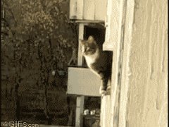 Паркур от кошки