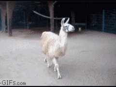 Заносчивая лама