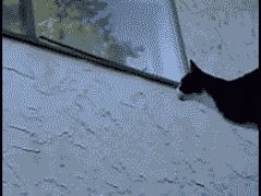 Кошка - нинзя