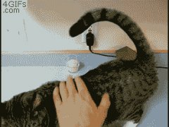 Кошка - скорпион