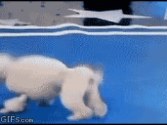 Пудель - легкоатлет
